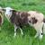 East Friesian Dairy Sheep: Exposed Ewes ONE REMAINING 9 thumbnail