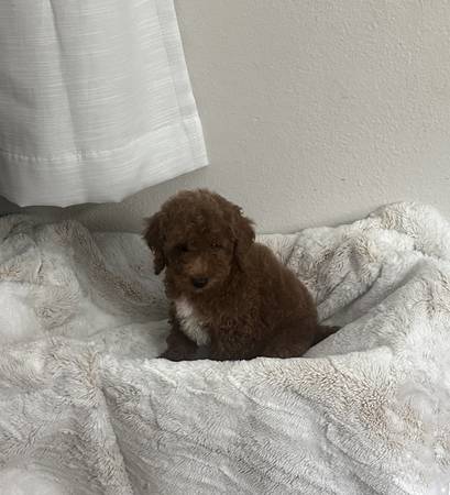 Poodle (La puente)63877736363265120