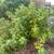 Organic Yardwork and Native Prairie Gardens 10 thumbnail