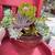 Potted succulents 6 thumbnail