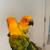 sun conures 3 thumbnail