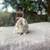 Holland lops 2 thumbnail