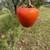 U-Pick Persimmons 1 thumbnail