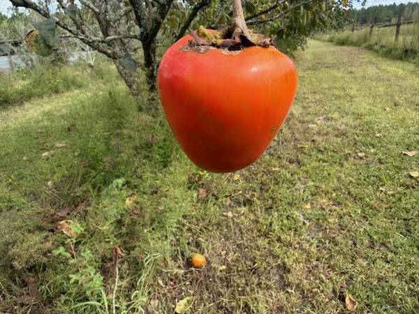 U-Pick Persimmons 1