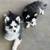 rehoming pomskies 1 thumbnail