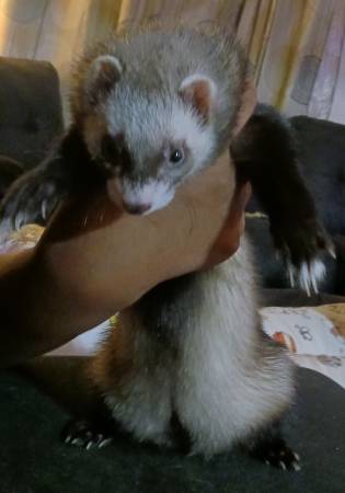 Ferret for sale 1