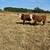 Hereford Bulls 13 thumbnail