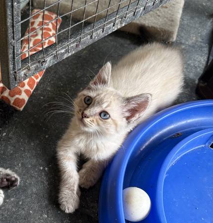 Siamese 1
