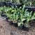 * variegated society garlic * & many more drought tolerant plants * 4 thumbnail