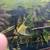 fresh water  fish   Angel fish & more 2 thumbnail