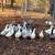 Male and Female Ducks for Sale!! 5 thumbnail