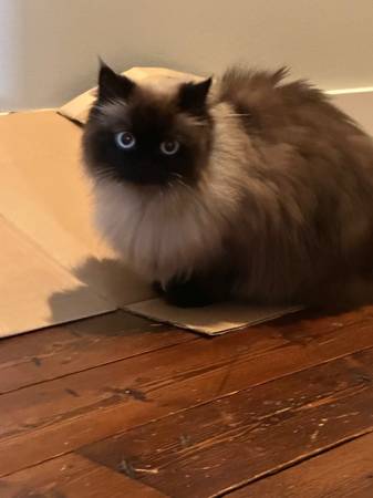 Himalayan cat (Yelm)63945411896194121