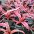 BROMELIADS, various types sizes and colors 8 thumbnail