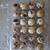 Quail egg 1 thumbnail