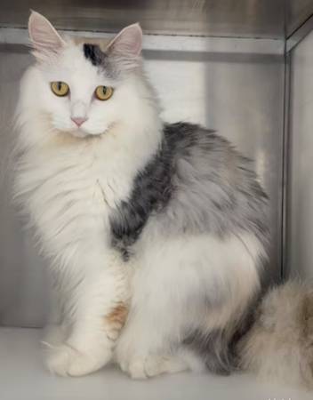 A Beautiful Rescued Calico Kitten needs a loving home at bay area (Fremont)63862000848003123