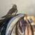 cockatiel grey 1 thumbnail