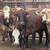 8 bred braford heifers 10 thumbnail