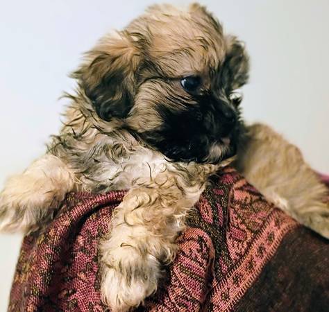 Mal-Shi Puppies 8 weeks old (Lilburn)63881506385153120