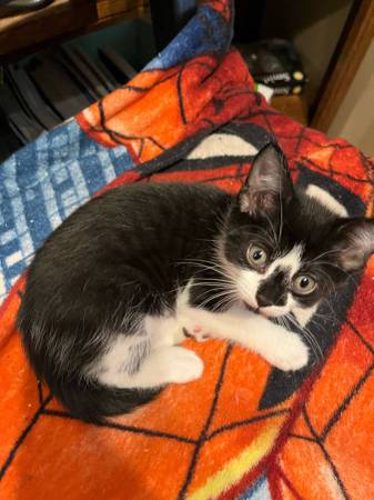 Free Great Kittens (Lynnwood)63869711512579124