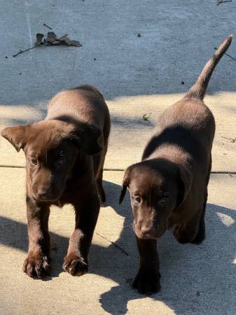 Cachorros Labrador Retriever (Cleveland)63859316317569124