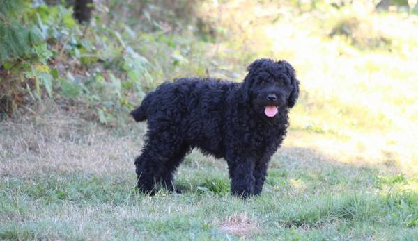 ¡Cachorro de 4 meses necesita un hogar amoroso! (Yacolt)64220358897665121