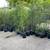 Mexican Pirul trees 3 thumbnail