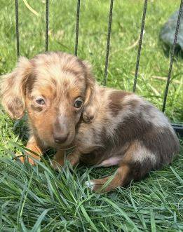 Amazing small puppy 1