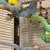 Parakeets 6 thumbnail