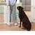 No Pawblems Free Standing Dog Gate with Door, 30'' Tall Foldable Dog Fence 7 thumbnail