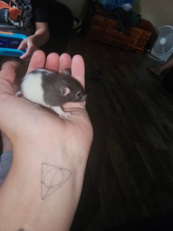 10 baby rats 1