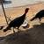 Turkeys 5 thumbnail