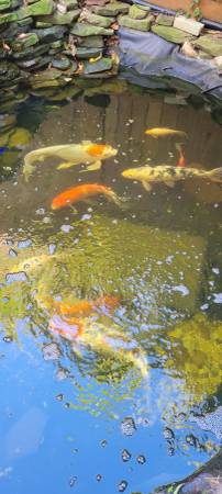 15 year old Koi need a new pond to call home (Springfield)64200662684674120