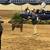 Miniature Horses for sale 5 thumbnail