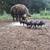 Berkshire Piglets 22 thumbnail
