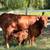 Cattle cows Beefmaster Gelbvieh 4 thumbnail
