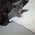 Kittens for $30 each 8 thumbnail