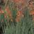Aloe Blue Elf – 1 gallon $6 1 thumbnail