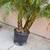 Pygmy Date Palms 2 thumbnail
