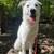 Mayley Sassy The great pyreness and husky mix 12 thumbnail