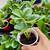 Healthy Everbearing Strawberry plants for sale in Aurora 2 thumbnail