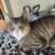 Kitty 2 thumbnail