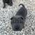 Shar pei pups need home 2 thumbnail
