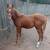 AQHA WEANLINGS 6 thumbnail