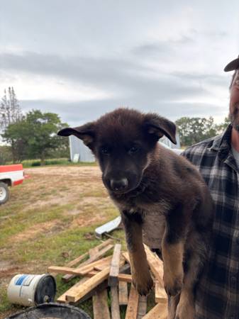 Puppies Ready for Rehomin (Detroit Lakes)63678103811457122