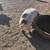 KuneKune piglets 3 thumbnail