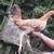 chickens 8 thumbnail