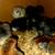 Chicks and hatching eggs 3 thumbnail