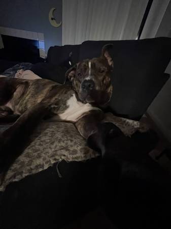 Rehome 1
