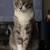 Free cats 1 thumbnail