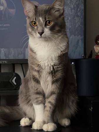 Free cats 1